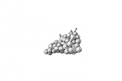 Grape-Cluster_001