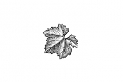 Grape-Leaf-Icon