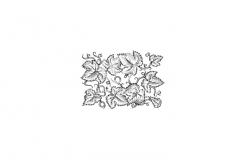 Grape-Leaves