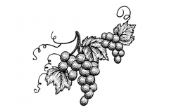 Grape cluster