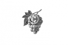 Grape-cluster-001