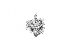 Grape-cluster_3