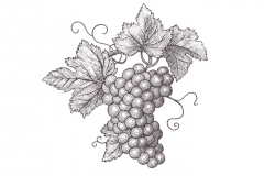Grape_Cluster_3