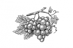 Grapes Cluster Woodcut