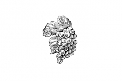 Grapes-art-3