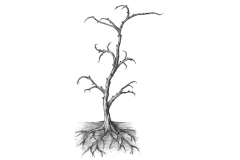 Grapevine-art