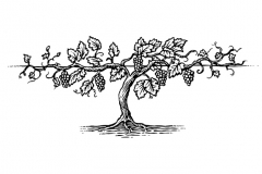 Grapevine_2