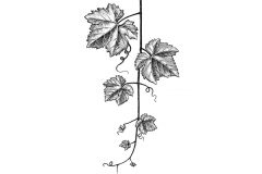 Grapevine_leaves