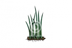 Grass-art-color