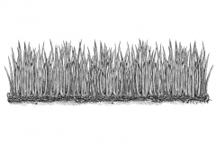 Grass