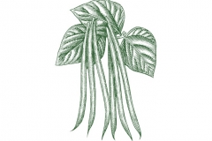 Green Beans