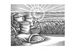 Harvest-Grain-Art-color