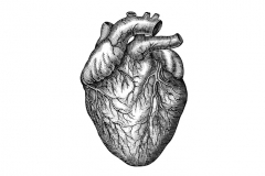 Heart_woodcut