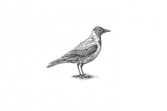 Hooded-Crow-art