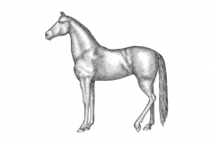 Horse-art