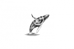 Humback-Whale