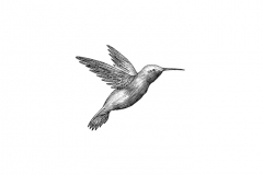 Humming-bird-art