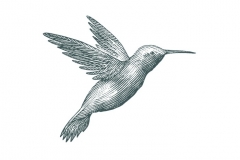 Humming bird woodcut
