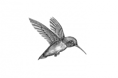 Hummingbird-art-detailed