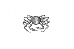 King_Crab-Art