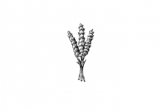 Lavender-2