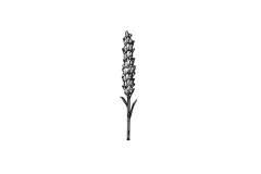 Lavender_Icon
