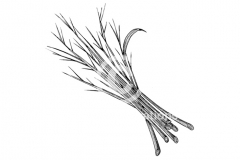 Lemongrass