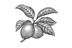 Lemons_art