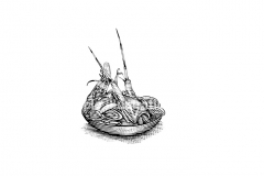 Lobster-art-001