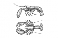 Lobster-art-002