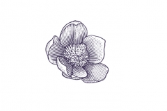 Magnolia-Flower-Woodcut
