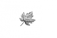 Maple-Leaf-2-S-Noble
