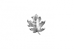 Maple-Leaf