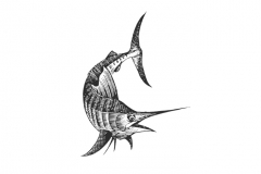 Marlin