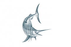 Marlin_001