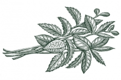 Mint Leaves