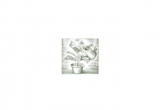 Money_Plant