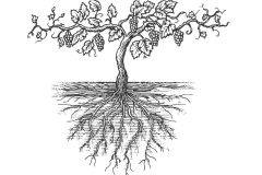 Old Grapevine Roots