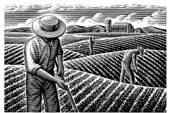 Organic Farming Scene