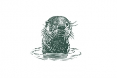 Otter--in-the-water-