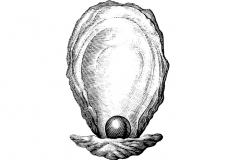 Oyster _amp_ Pearl