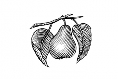 Pear Icon