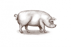 Pig-Art