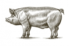 Pig woodcut