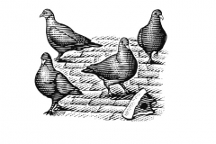 Pigeons Art
