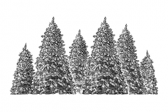Pine Trees