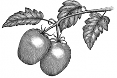 Plum Tomatoes art