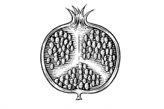 Pomegranate art