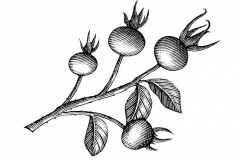 Rosehips art