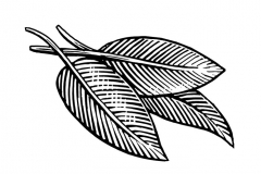 Sage